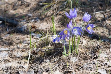 Bahar manzara. Çiçekleri içinde belgili tanımlık vahşi. Bahar çiçek Pulsatilla. Pasque çiçek ya da pasqueflower, Rüzgar çiçek, çayır bitkisi, Paskalya çiçek ve çayır anemone ortak adları dahil. 