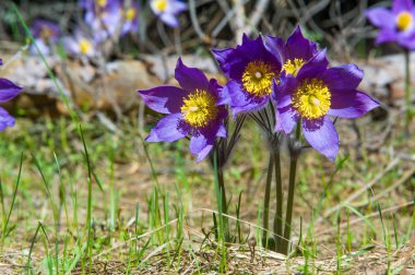 Bahar manzara. Çiçekleri içinde belgili tanımlık vahşi. Bahar çiçek Pulsatilla. Pasque çiçek ya da pasqueflower, Rüzgar çiçek, çayır bitkisi, Paskalya çiçek ve çayır anemone ortak adları dahil. 