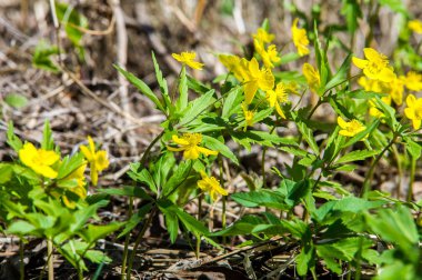 Anemon sarı orman çiçek çiçekli bitkiler buttercup ailesinin ılıman bölgelerde yerel yaklaşık 200 türü bir cinsidir.