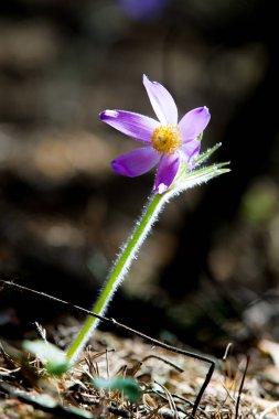 Bahar manzara. Çiçekleri içinde belgili tanımlık vahşi. Bahar çiçek Pulsatilla. Pasque çiçek ya da pasqueflower, Rüzgar çiçek, çayır bitkisi, Paskalya çiçek ve çayır anemone ortak adları dahil. 