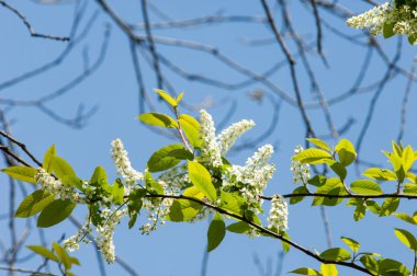 Bahar tebrik kartı, çiçeği kuş kiraz. Bir kaplumbağa şube Close-up parlak gökyüzü karşı yaktı. Kuş-kiraz ağaç izole çiçeklenme. kuş kiraz içinde güneşli çiçekler gün, yakın çekim