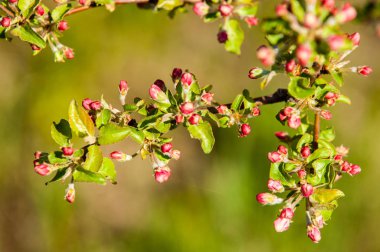 Unblown meyve ağacı, elma çiçeği kırmızı çiçek tomurcukları