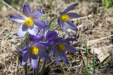 Bahar manzara. Çiçekleri içinde belgili tanımlık vahşi. Bahar çiçek Pulsatilla. Pasque çiçek ya da pasqueflower, Rüzgar çiçek, çayır bitkisi, Paskalya çiçek ve çayır anemone ortak adları dahil. 