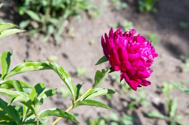 Çiçekler peonies. uzun onun gösterişli çiçekler için ekili olmuştur bir otsu ya da çalı bitki kuzey ılıman bölgelerin.