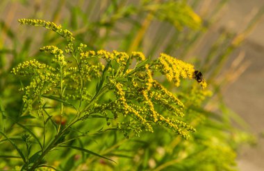 Solidago, goldenrods, yaygın olarak adlandırılan bir tür Aster, bitki ailesindeki çiçekli bitki cinsidir. Bunların çoğu çok yıllık otsu türler açık yerlerde bulundu