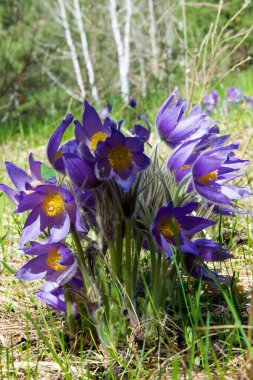 Bahar manzara. Çiçekleri içinde belgili tanımlık vahşi. Bahar çiçek Pulsatilla. Pasque çiçek ya da pasqueflower, Rüzgar çiçek, çayır bitkisi, Paskalya çiçek ve çayır anemone ortak adları dahil. 