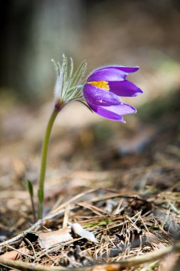 Bahar manzara. Çiçekleri içinde belgili tanımlık vahşi. Bahar çiçek Pulsatilla. Pasque çiçek ya da pasqueflower, Rüzgar çiçek, çayır bitkisi, Paskalya çiçek ve çayır anemone ortak adları dahil. 
