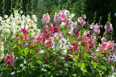 Ebegümeci çiçekler. kıllı kaynaklanıyor, pembe ya da mor çiçekler ve disk şeklinde meyve otsu bir bitki. Birkaç tür süsbitkileri yetiştirilen ve bazı yemeklik.