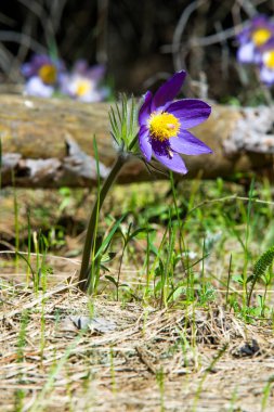 Bahar manzara. Çiçekleri içinde belgili tanımlık vahşi. Bahar çiçek Pulsatilla. Pasque çiçek ya da pasqueflower, Rüzgar çiçek, çayır bitkisi, Paskalya çiçek ve çayır anemone ortak adları dahil. 