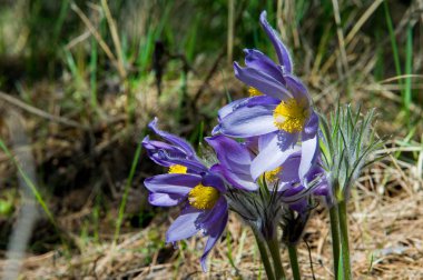 Bahar manzara. Çiçekleri içinde belgili tanımlık vahşi. Bahar çiçek Pulsatilla. Pasque çiçek ya da pasqueflower, Rüzgar çiçek, çayır bitkisi, Paskalya çiçek ve çayır anemone ortak adları dahil. 