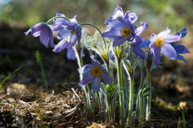 Bahar manzara. Çiçekleri içinde belgili tanımlık vahşi. Bahar çiçek Pulsatilla. Pasque çiçek ya da pasqueflower, Rüzgar çiçek, çayır bitkisi, Paskalya çiçek ve çayır anemone ortak adları dahil. 