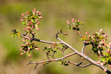 Unblown meyve ağacı, elma çiçeği kırmızı çiçek tomurcukları