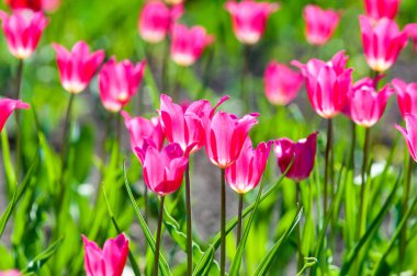 Çiçekler, laleler, lale renkli çiçek bahar bahar. Soğanlı bitki ailesinin. Melanthiaceae kapaklar gibi şeklinde büyük çiçekli.