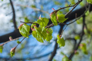 Arka plan resmi, bahar peyzaj, ağaçlar ilk yaprak dokusu