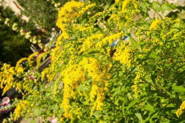 Solidago, goldenrods, yaygın olarak adlandırılan bir tür Aster, bitki ailesindeki çiçekli bitki cinsidir. Bunların çoğu çok yıllık otsu türler açık yerlerde bulundu