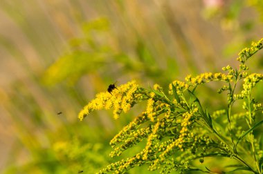 Solidago, goldenrods, yaygın olarak adlandırılan bir tür Aster, bitki ailesindeki çiçekli bitki cinsidir. Bunların çoğu çok yıllık otsu türler açık yerlerde bulundu