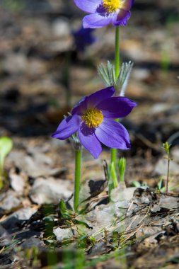 Bahar manzara. Çiçekleri içinde belgili tanımlık vahşi. Bahar çiçek Pulsatilla. Pasque çiçek ya da pasqueflower, Rüzgar çiçek, çayır bitkisi, Paskalya çiçek ve çayır anemone ortak adları dahil. 