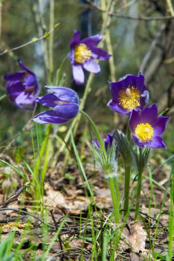 Bahar manzara. Çiçekleri içinde belgili tanımlık vahşi. Bahar çiçek Pulsatilla. Pasque çiçek ya da pasqueflower, Rüzgar çiçek, çayır bitkisi, Paskalya çiçek ve çayır anemone ortak adları dahil. 