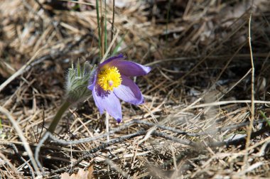 Bahar manzara. Çiçekleri içinde belgili tanımlık vahşi. Bahar çiçek Pulsatilla. Pasque çiçek ya da pasqueflower, Rüzgar çiçek, çayır bitkisi, Paskalya çiçek ve çayır anemone ortak adları dahil. 