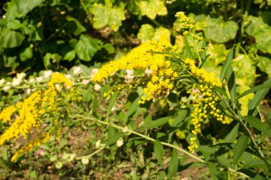 Solidago, goldenrods, yaygın olarak adlandırılan bir tür Aster, bitki ailesindeki çiçekli bitki cinsidir. Bunların çoğu çok yıllık otsu türler açık yerlerde bulundu