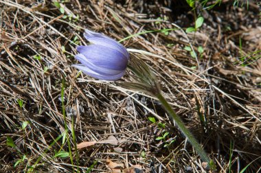 Bahar manzara. Çiçekleri içinde belgili tanımlık vahşi. Bahar çiçek Pulsatilla. Pasque çiçek ya da pasqueflower, Rüzgar çiçek, çayır bitkisi, Paskalya çiçek ve çayır anemone ortak adları dahil. 