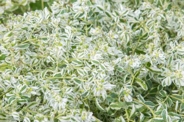 Doku arka plan. Snow-on-the-mountain, çayır üzerinde duman, alacalı spurge veya beyaz açılımına spurge bilinen Atatürk marginata küçük bir yıllık spurge ailesindeki alınır