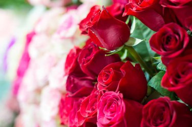 Bir buket gül fotoğraf. Bir dikenli çalı veya genellikle kırmızı, pembe, sarı veya beyaz güzel kokulu çiçekler, kuzey ılıman bölgelere yerli ayılar çalı. 