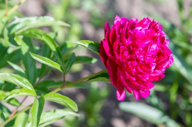 Çiçekler peonies. uzun onun gösterişli çiçekler için ekili olmuştur bir otsu ya da çalı bitki kuzey ılıman bölgelerin.