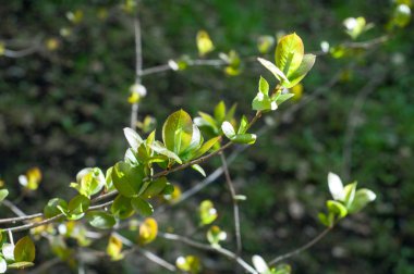 Arka plan resmi, bahar peyzaj, ağaçlar ilk yaprak dokusu