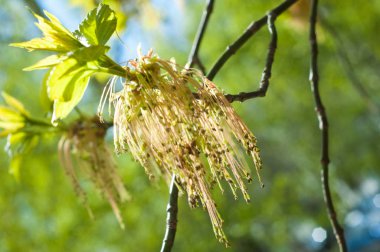 Arka plan resmi, bahar peyzaj, ağaçlar ilk yaprak dokusu