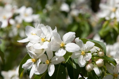 Elma ağaçları çiçek. genellikle parlak renkli bir corolla (taç yaprakları tarafından çevrili üreme organları (stamens ve carpels) oluşan bir bitki, tohum taşıyan parçası)