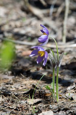 Bahar manzara. Çiçekleri içinde belgili tanımlık vahşi. Bahar çiçek Pulsatilla. Pasque çiçek ya da pasqueflower, Rüzgar çiçek, çayır bitkisi, Paskalya çiçek ve çayır anemone ortak adları dahil. 