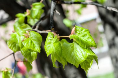 Arka plan resmi, bahar peyzaj, ağaçlar ilk yaprak dokusu