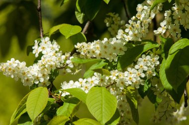Bahar tebrik kartı, çiçeği kuş kiraz. Bir kaplumbağa şube Close-up parlak gökyüzü karşı yaktı. Kuş-kiraz ağaç izole çiçeklenme. kuş kiraz içinde güneşli çiçekler gün, yakın çekim