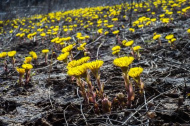 Coltsfoot bilinen Tussilago farfara bitki papatya ailesindeki groundsel kabile bir bitkidir