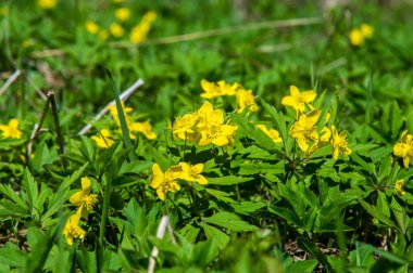 Anemon sarı orman çiçek çiçekli bitkiler buttercup ailesinin ılıman bölgelerde yerel yaklaşık 200 türü bir cinsidir.