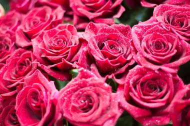 Bir buket gül fotoğraf. Bir dikenli çalı veya genellikle kırmızı, pembe, sarı veya beyaz güzel kokulu çiçekler, kuzey ılıman bölgelere yerli ayılar çalı. 