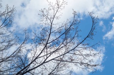 Arka plan resmi, bahar peyzaj, ağaçlar ilk yaprak dokusu