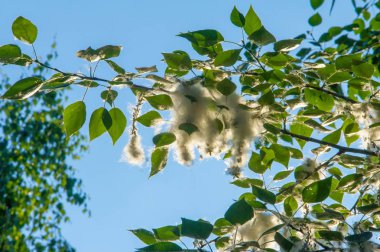 Yaz manzara. Kavak kabartmak. Kavak kabartmak alerji için sorumlu değil, yaz kavak kabartmak ile başlar. Sihirli kavak. Gizemli kavak kabartmak