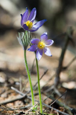 Bahar manzara. Çiçekleri içinde belgili tanımlık vahşi. Bahar çiçek Pulsatilla. Pasque çiçek ya da pasqueflower, Rüzgar çiçek, çayır bitkisi, Paskalya çiçek ve çayır anemone ortak adları dahil. 