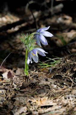 Bahar manzara. Çiçekleri içinde belgili tanımlık vahşi. Bahar çiçek Pulsatilla. Pasque çiçek ya da pasqueflower, Rüzgar çiçek, çayır bitkisi, Paskalya çiçek ve çayır anemone ortak adları dahil. 