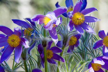 Bahar manzara. Çiçekleri içinde belgili tanımlık vahşi. Bahar çiçek Pulsatilla. Pasque çiçek ya da pasqueflower, Rüzgar çiçek, çayır bitkisi, Paskalya çiçek ve çayır anemone ortak adları dahil. 