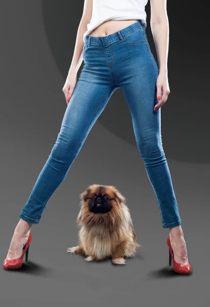 Legs Girl Dressed Jeans Pekingese Also Known Lion Dog Beijing — Stock Photo, Image