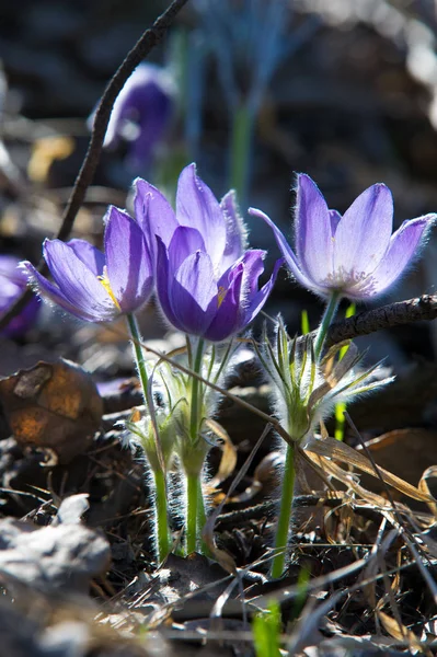 Spring landscape. Flowers growing in the wild. Spring flower Pulsatilla. Common names include pasque flower or pasqueflower, wind flower, prairie crocus, Easter flower, and meadow anemone.