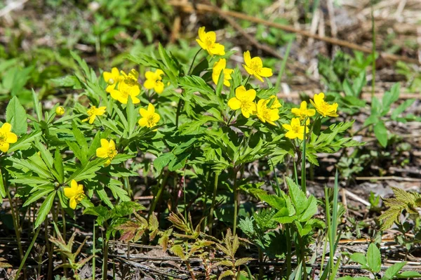 Anemone Sárga Erdei Virág Nemzetség Mintegy 200 Faj Buttercup Család — Stock Fotó