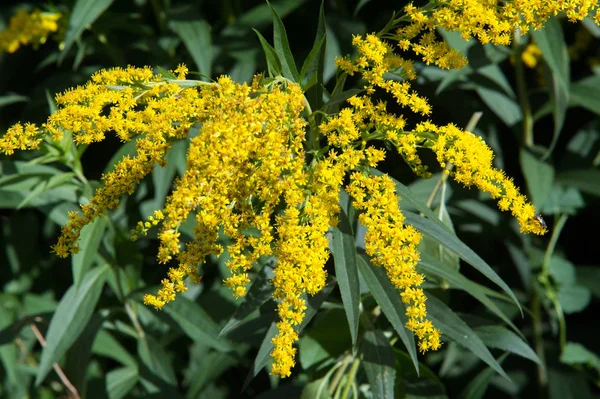 アキノキリンソウ Goldenrods 通称はアスター キク科の家族の植物の種の属です それらのほとんどが開いている場所は 多年生の草本の種 — ストック写真