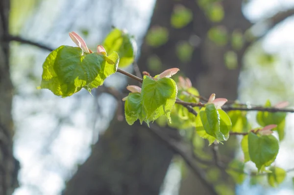 Texture Background Image Spring Landscape First Leaves Trees — Stock Photo, Image