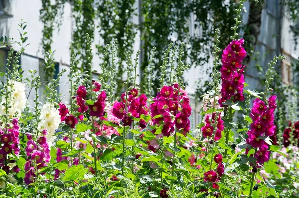 Malva Blommor Örtartad Växt Med Håriga Stjälkar Rosa Eller Lila — Stockfoto