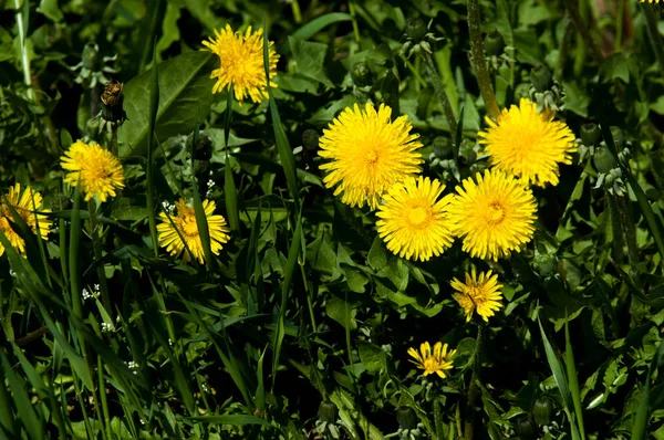 春天的风景 蒲公英花亮黄色的草坪上 在春季草地上明亮的普通蒲公英的细节 用作药用植物和食品成分 — 图库照片