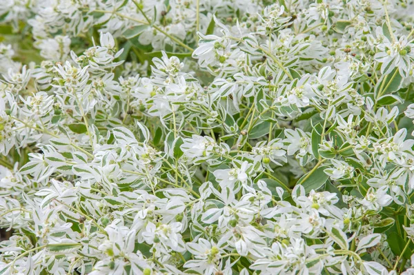 Snow-on-the-mountain, çayır üzerinde duman, alacalı spurge veya beyaz açılımına spurge bilinen Atatürk marginata küçük bir yıllık spurge ailesindeki alınır
